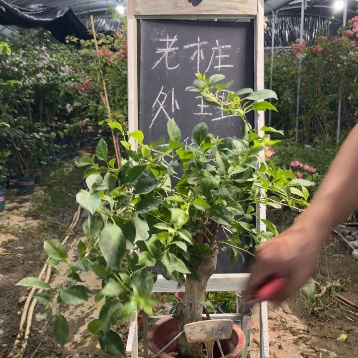 无花朵三角梅三角梅1394