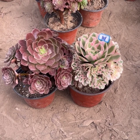 101多肉植物组合，