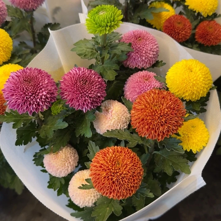 彩色乒乓菊5色盆栽