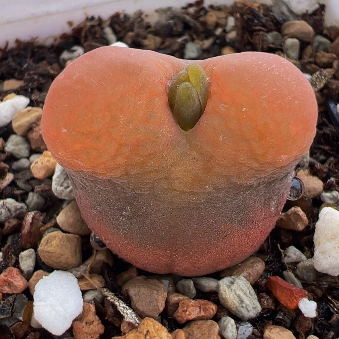 175多肉植物种类多样