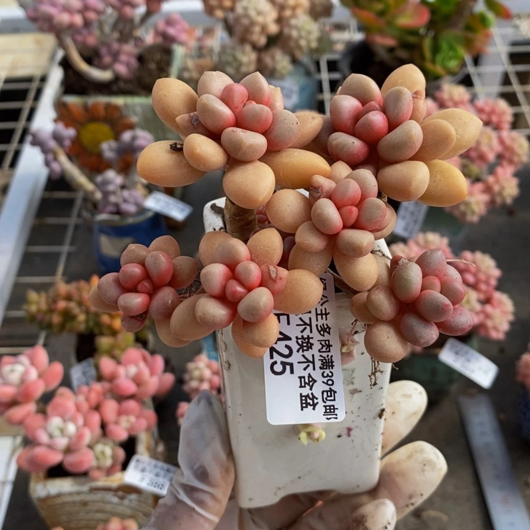 先锋派425/8cm多肉