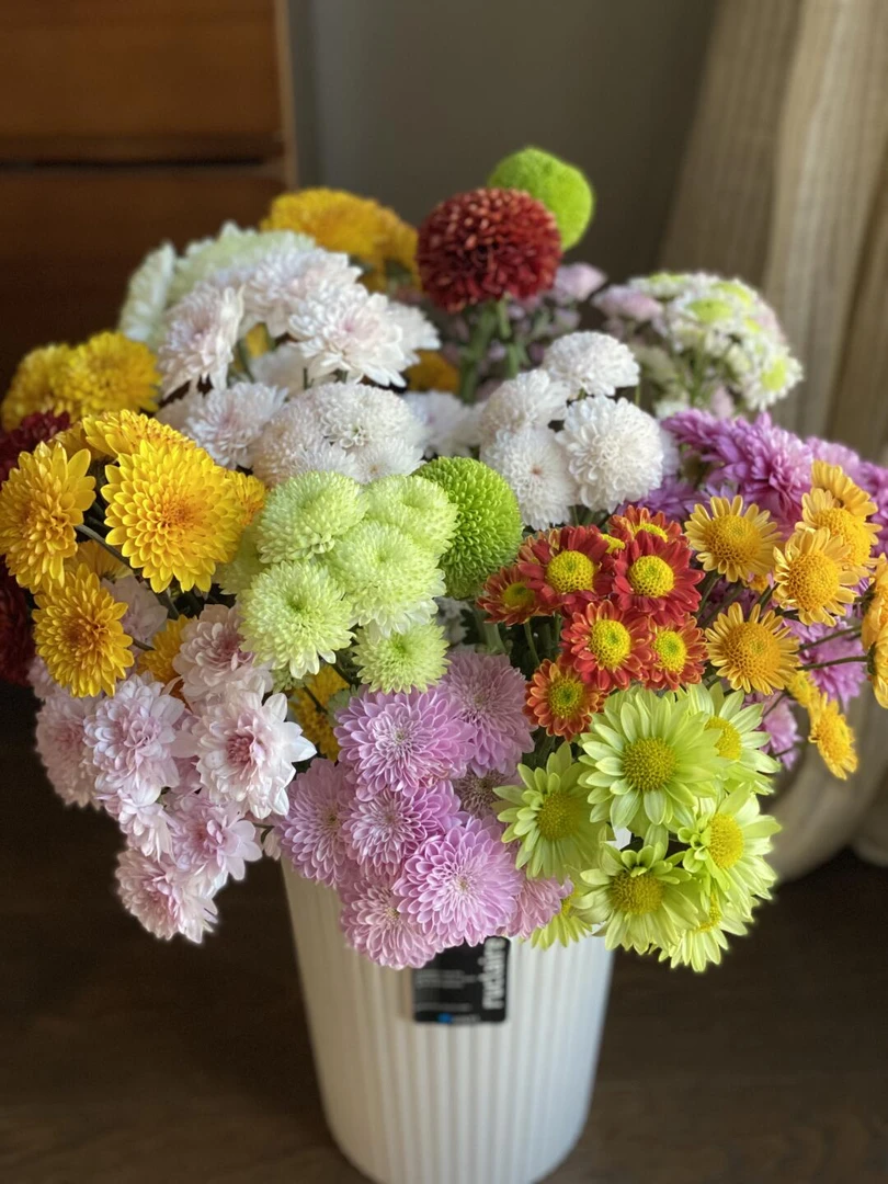 【混色小菊】1顺丰或京东家庭养花云南基地鲜切花送闺蜜节日送人