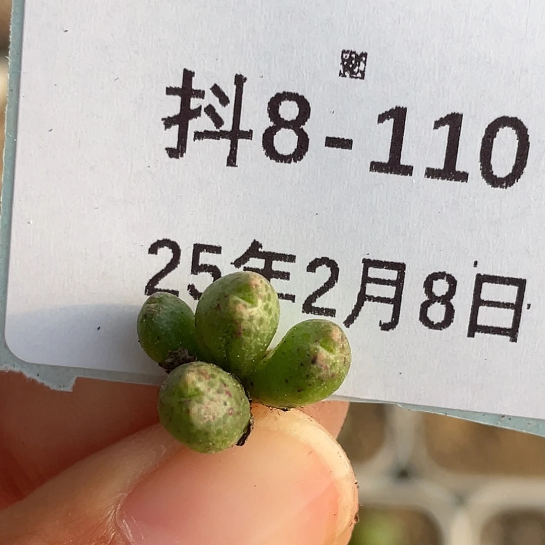 8-110斑马多肉植物
