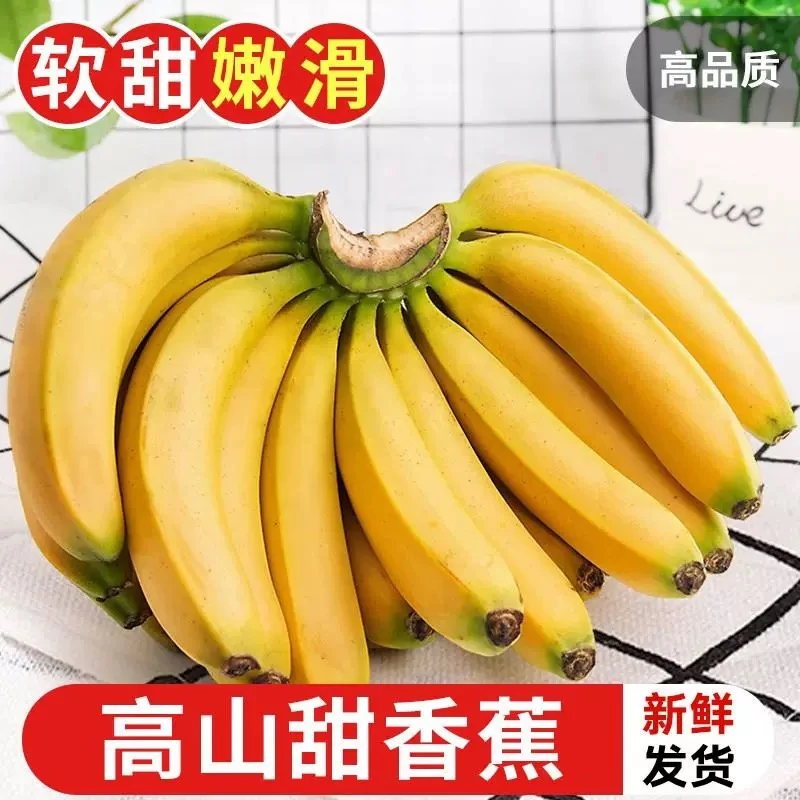 甜源岁悦【青皮发货】广西高山香蕉bananas香蕉新鲜当季现采现发