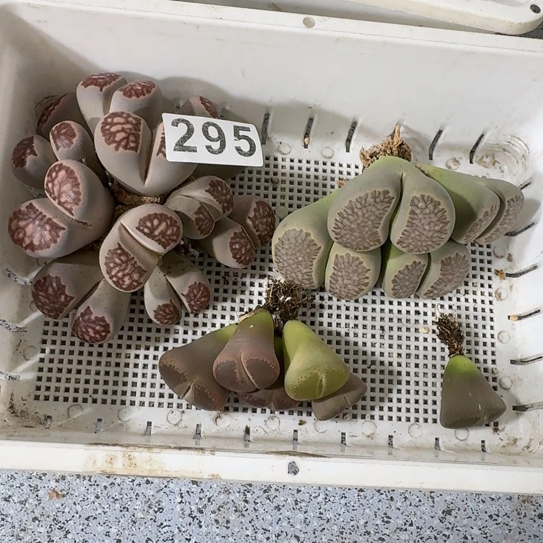 生石花一物一拍7颗295
