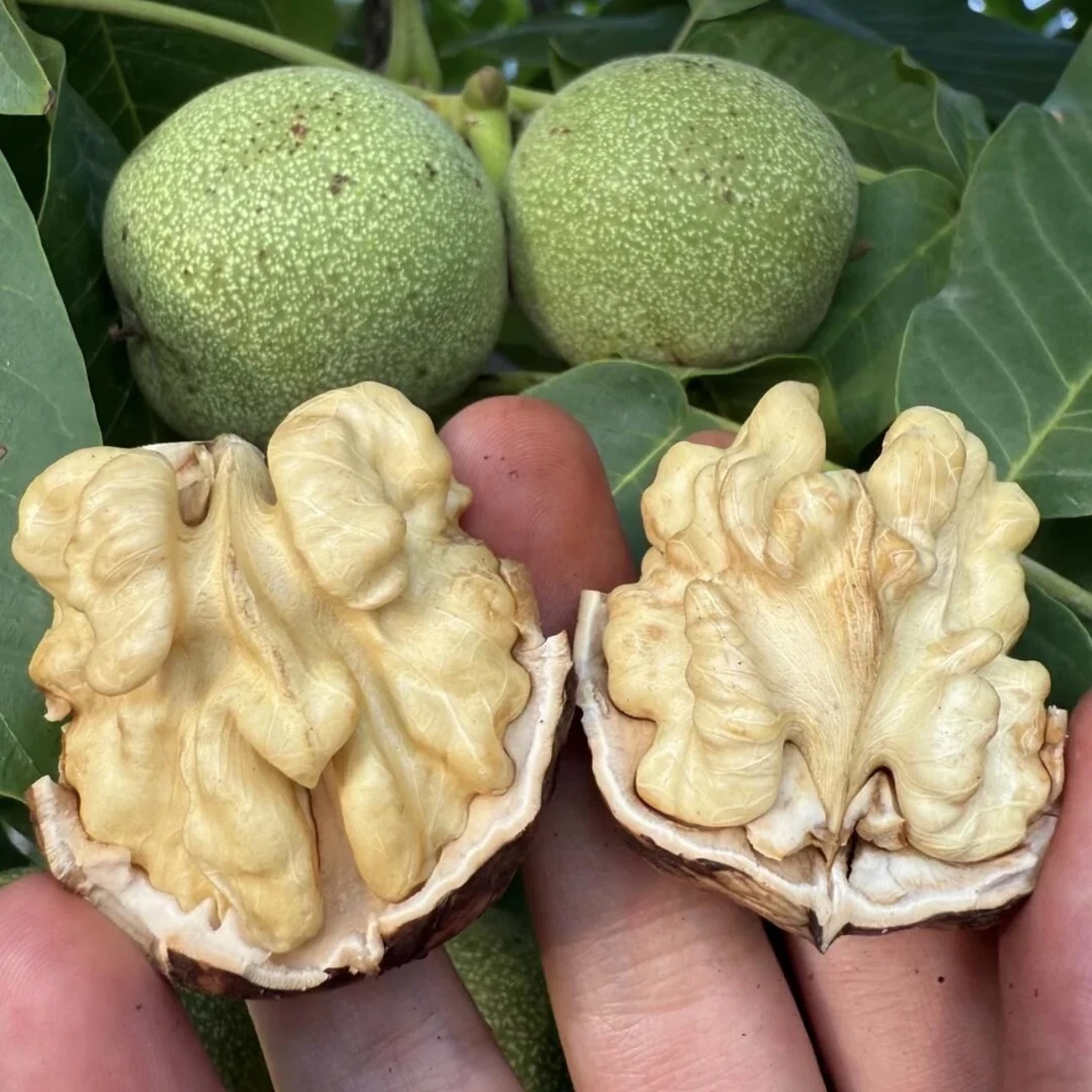 【密云本地头茬鲜核桃-精品果】好果！脆嫩香，唇齿留香！