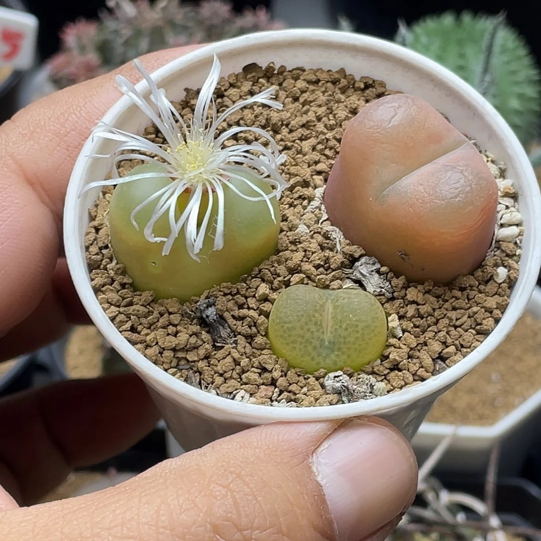 3颗毛汉尼带盆土包邮