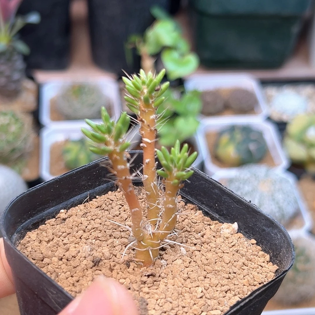 稀有笛吹团扇一颗
