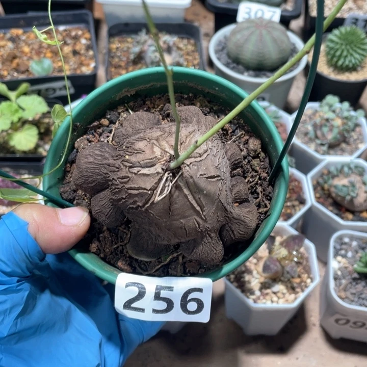 256象足龟甲龙块根