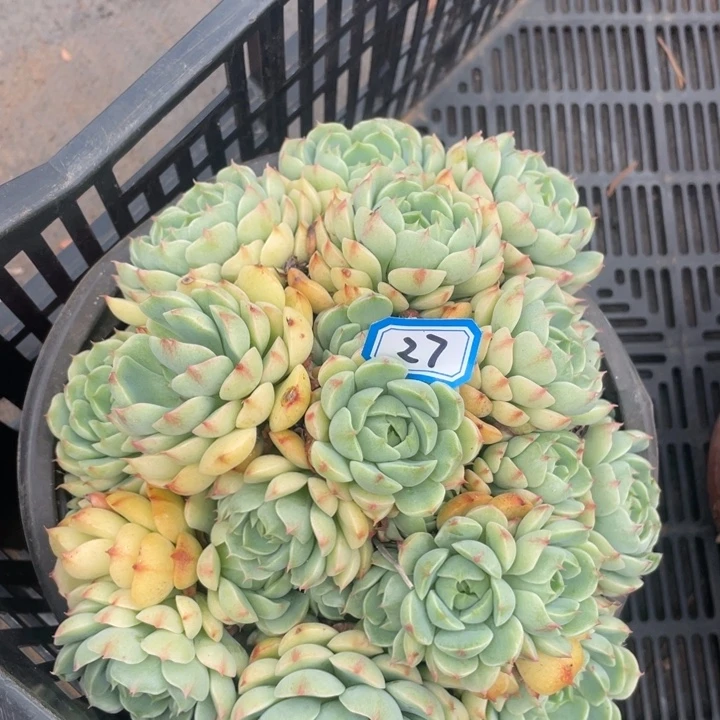 27笨吧一物一拍多肉