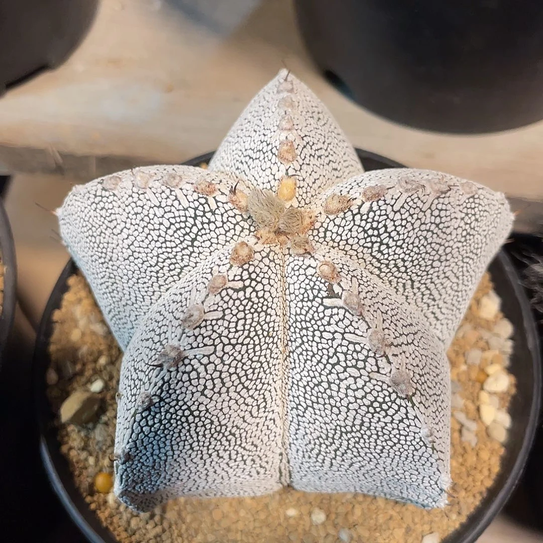 仙人球恩冢鸾凤玉