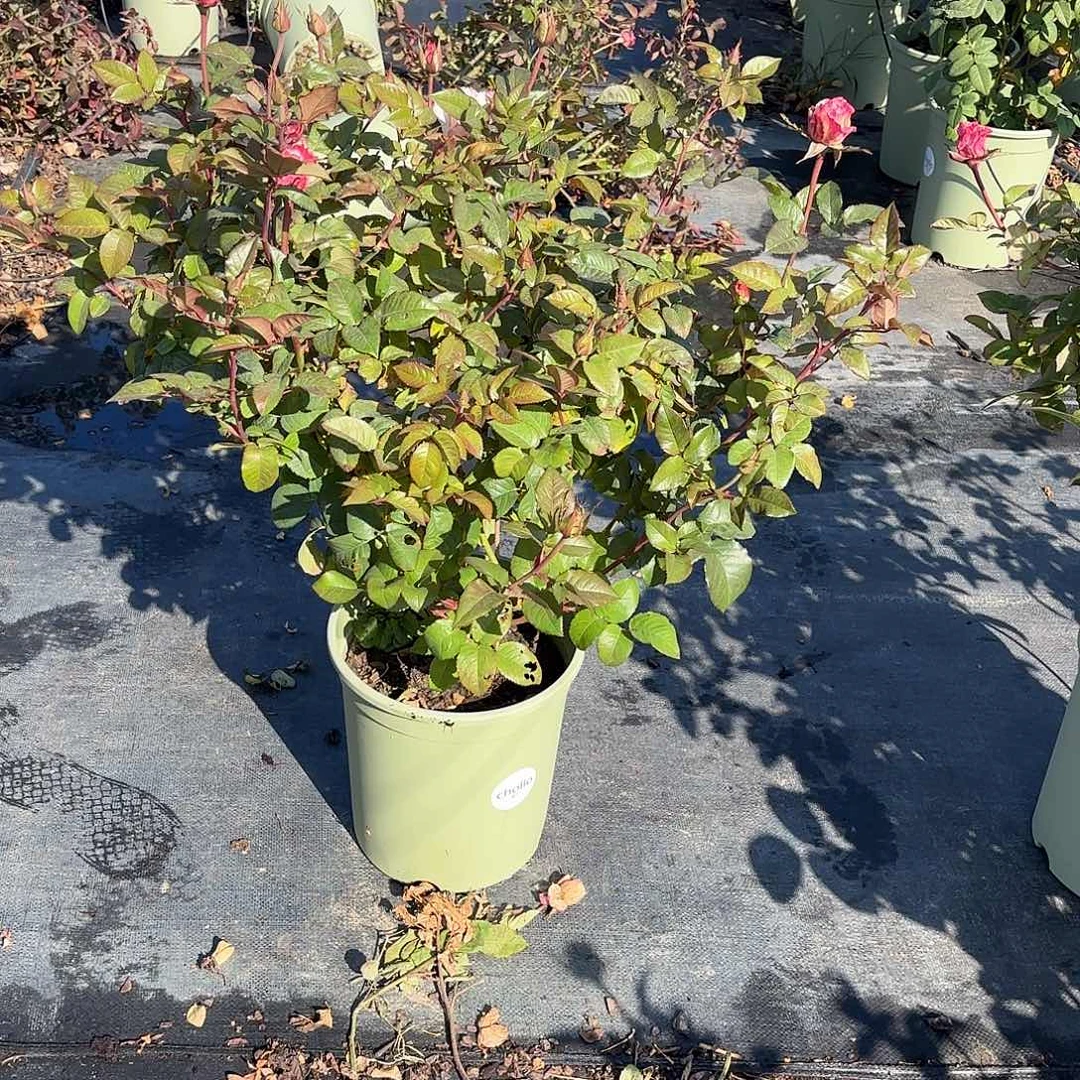 中***美辛西娅3加仑根接月季