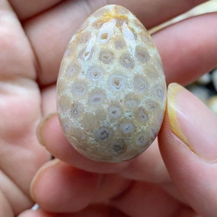 颈饰未镶嵌硅化珊瑚（珊瑚玉）有瑕