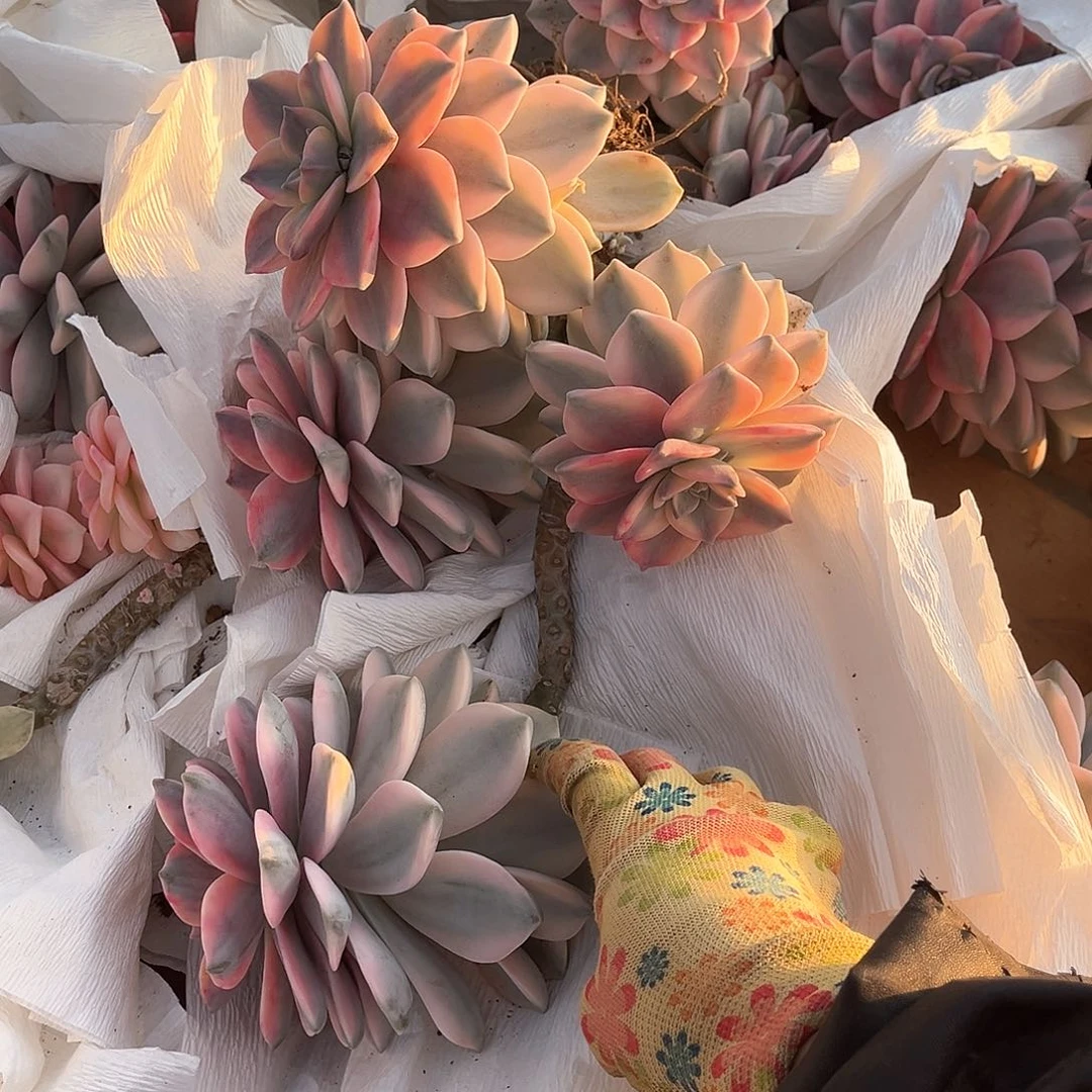 陈*多肉植物紫乐景07