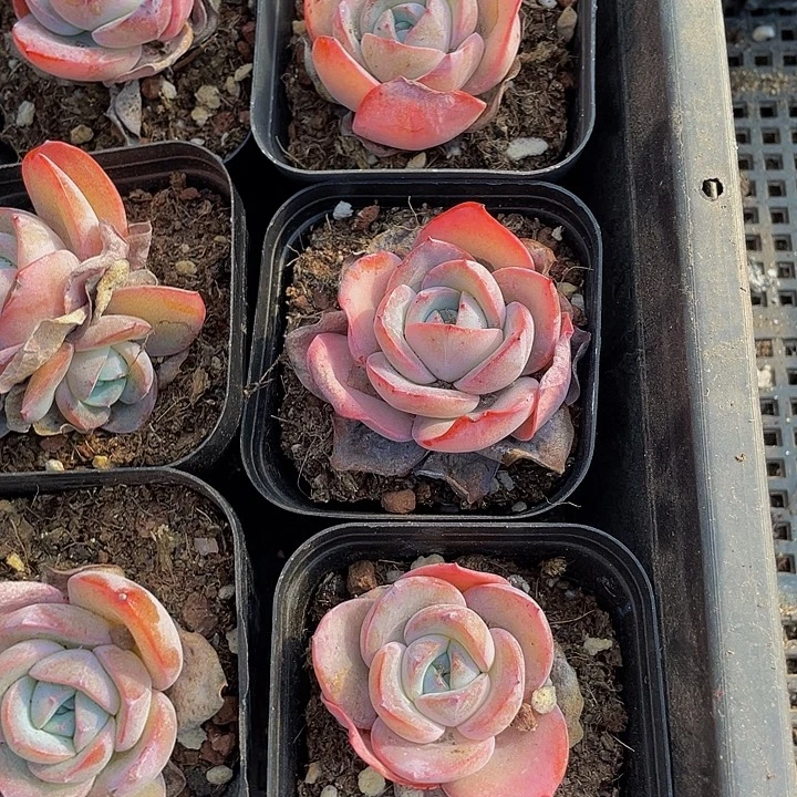 布鲁兰带盆土发货