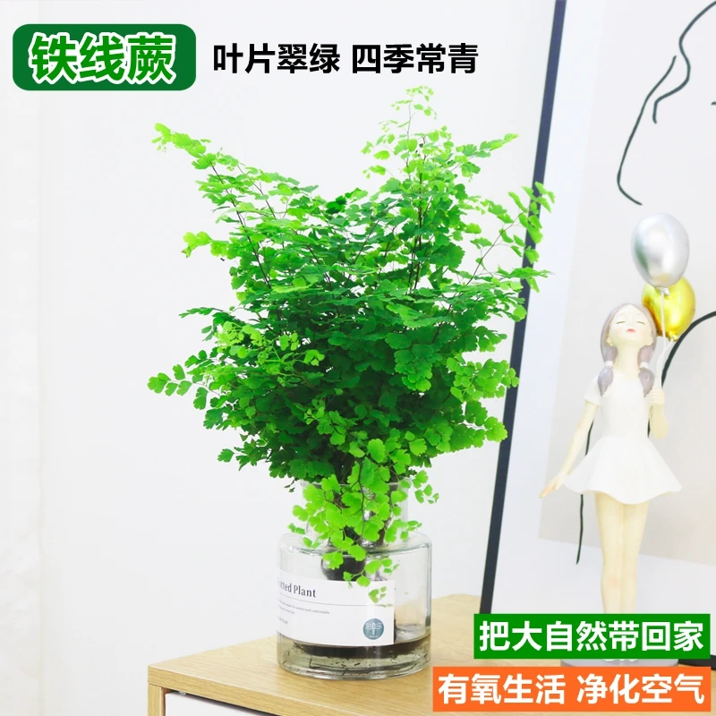 水培植物铁线蕨盆栽室内耐阴净化空气铁丝草客厅花卉四季好养绿植
