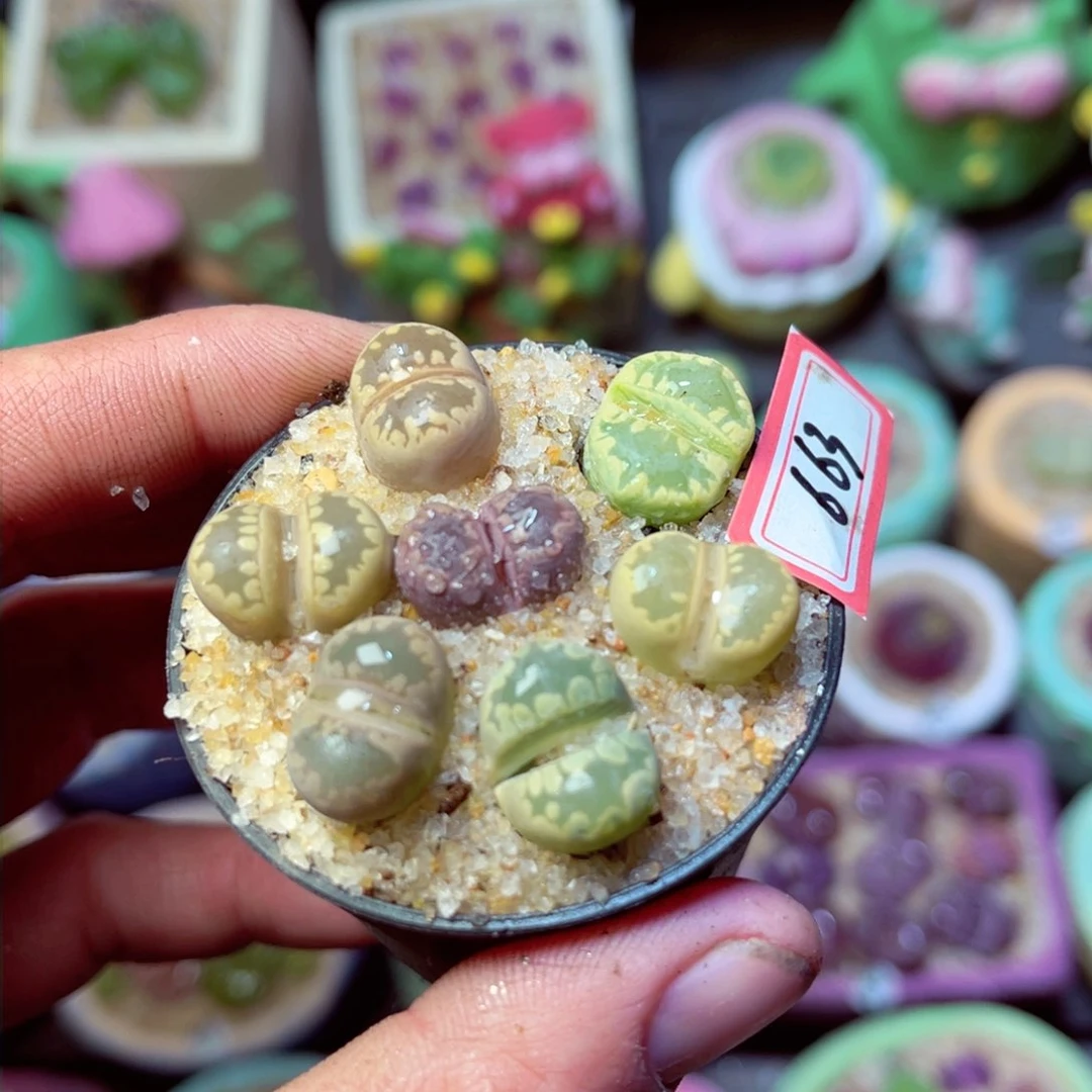 663生石花带盆发