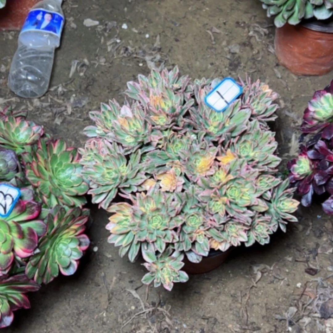 【闪购商品】玫**约多肉植物甜茶1