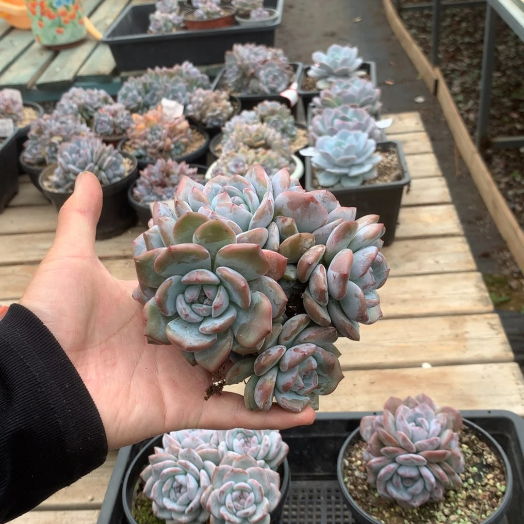 无花朵无砍哈哈哈哈哈哈哈哈