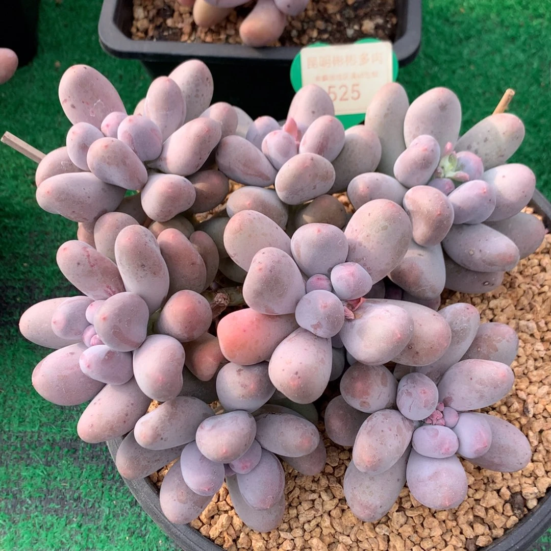 米可奶无砍平头捧花525