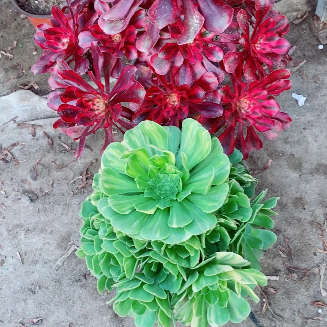 完全开放香奈儿➕五彩琉璃多肉1颗