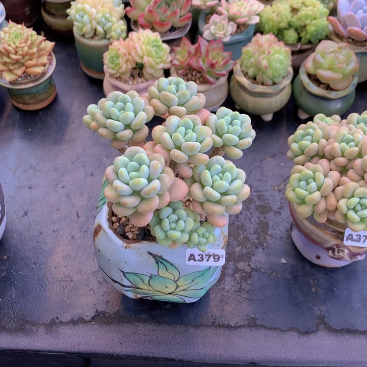 一物一拍含盆土满38包邮A379