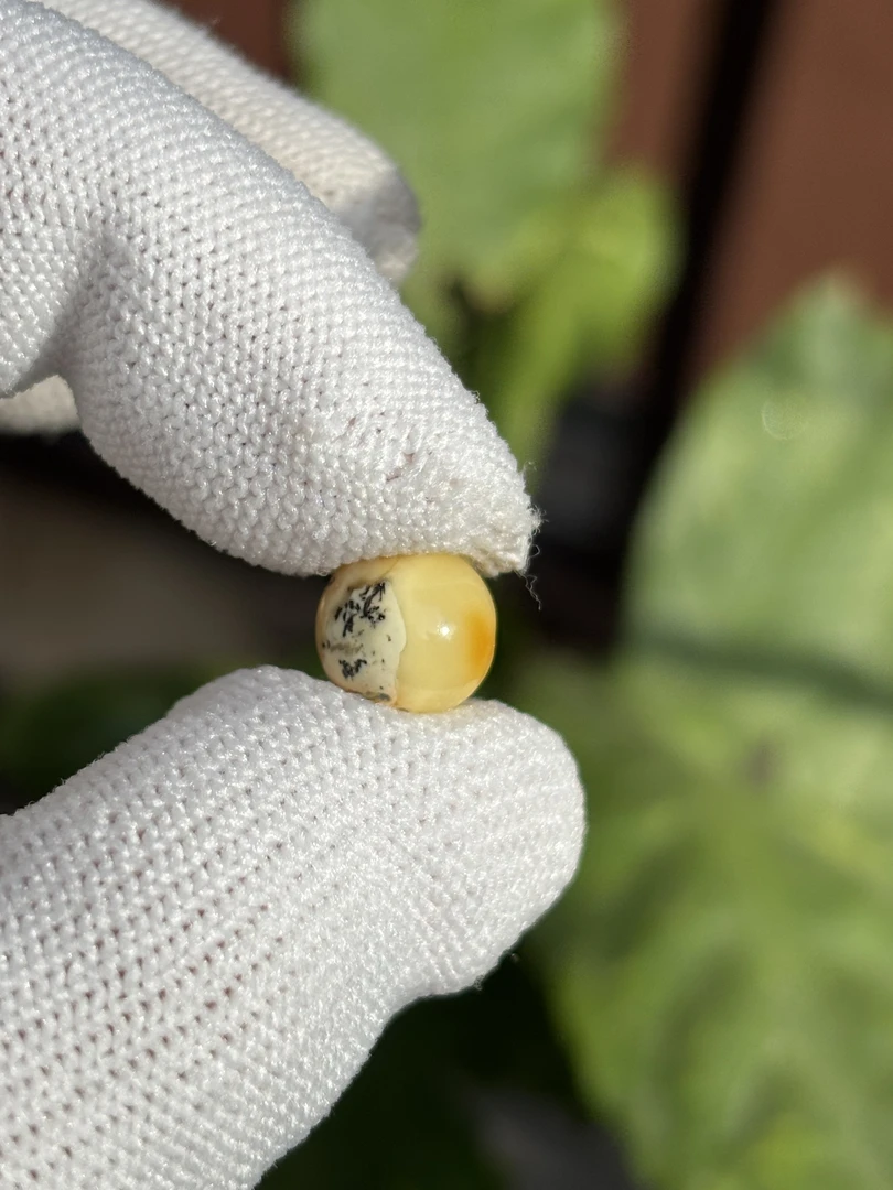 5161天然蜜蜡琥珀圆珠9.5mm