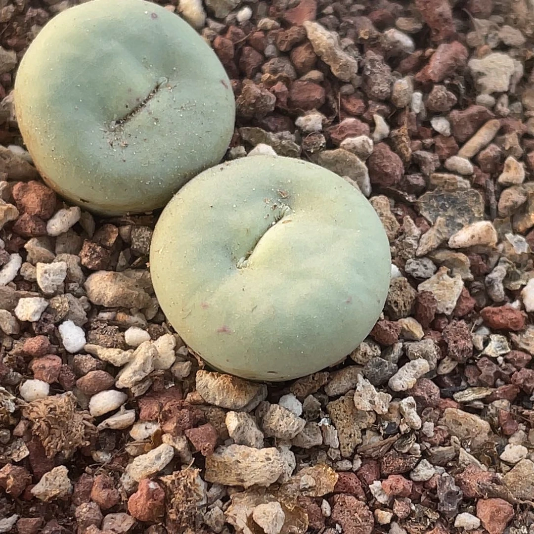 14-130嘴多肉植物肉锥