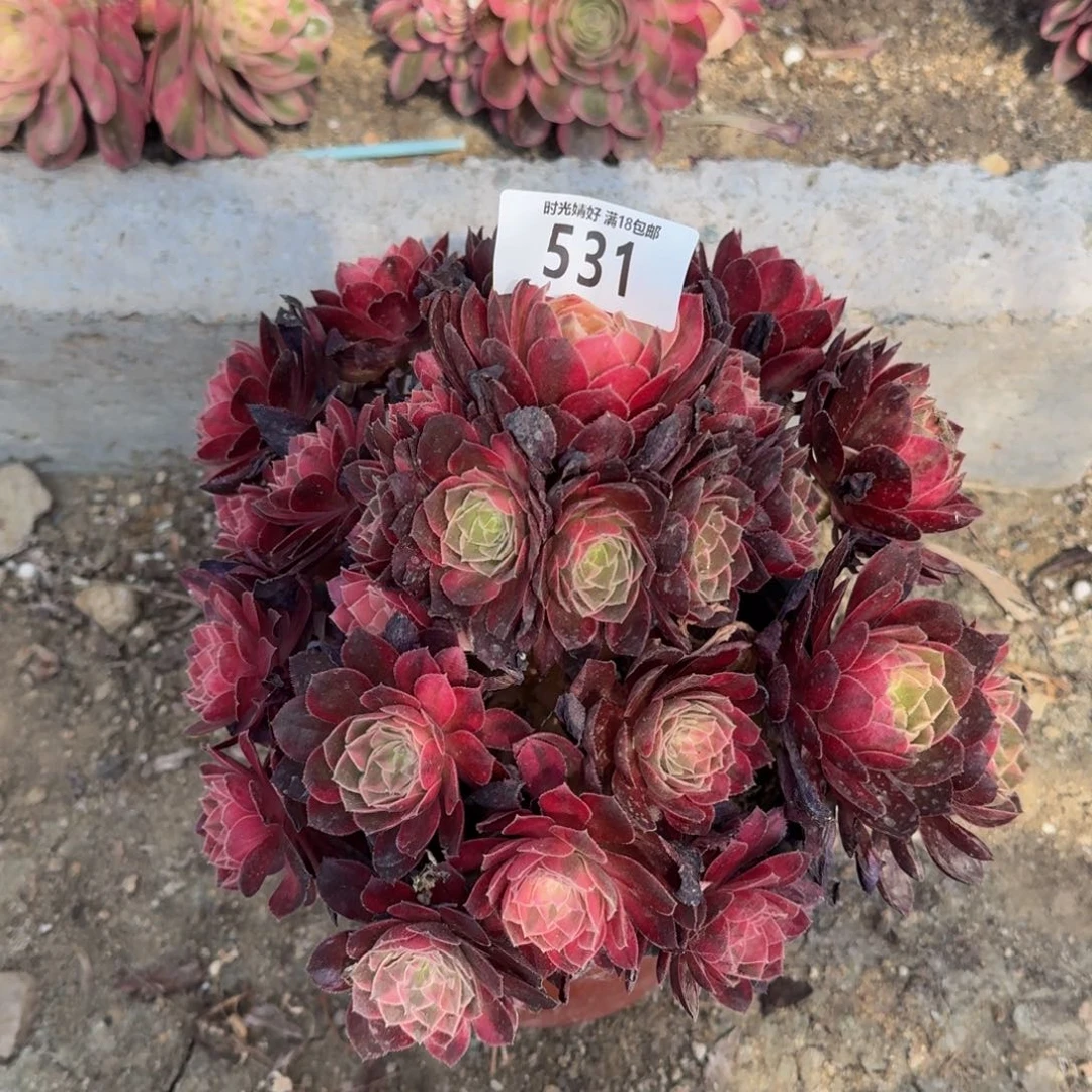 531黑魔锦多肉植物
