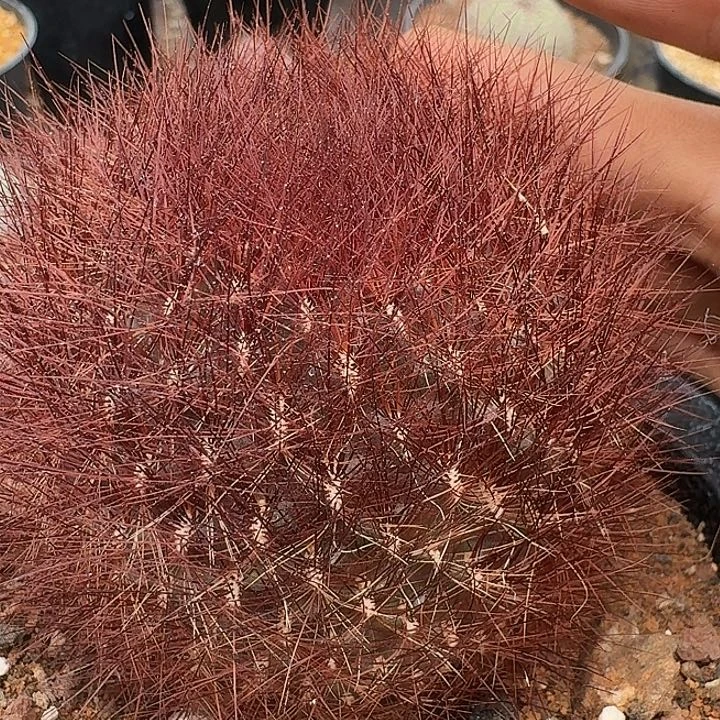 百丝巢自根仙人球