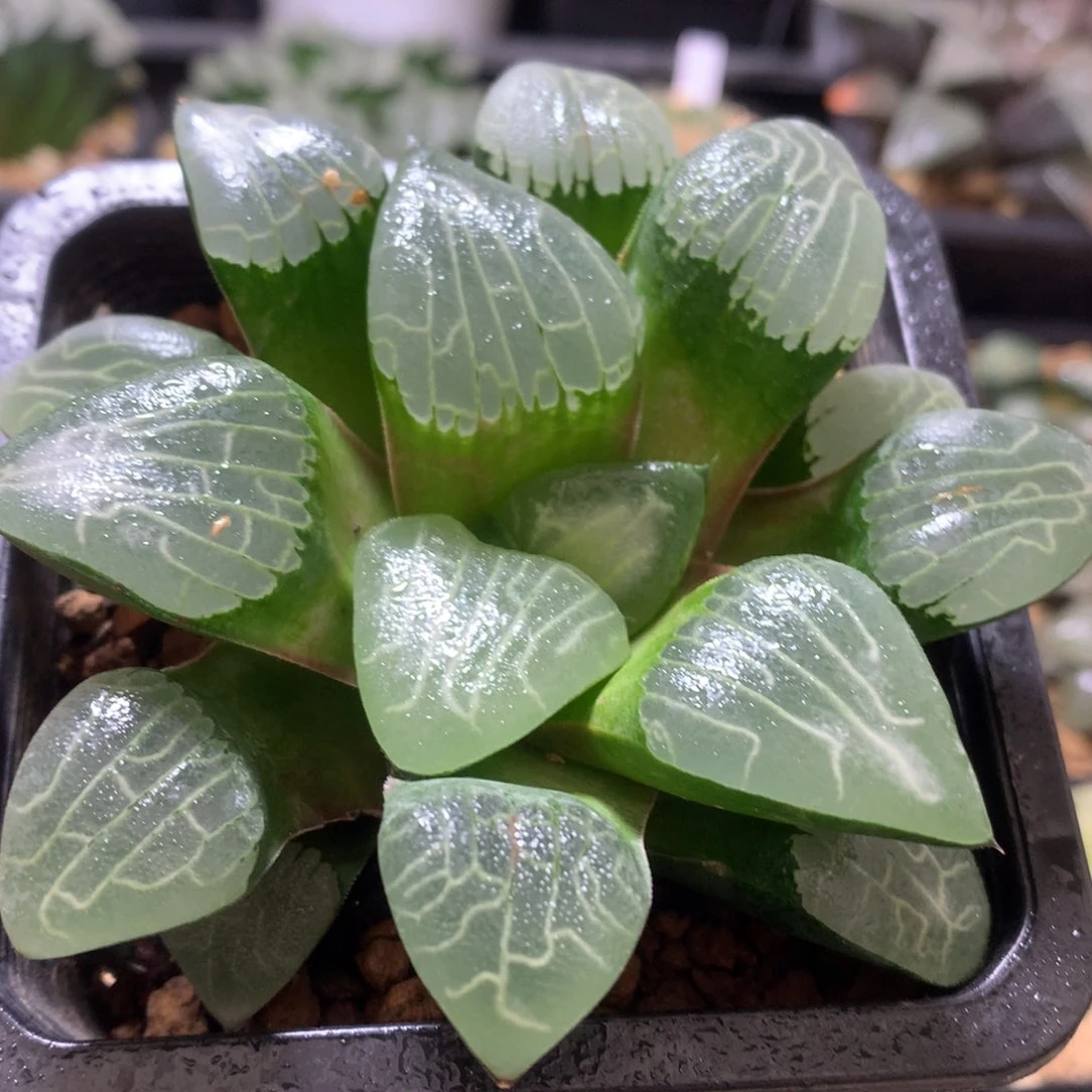 jp实生克，带盆发货