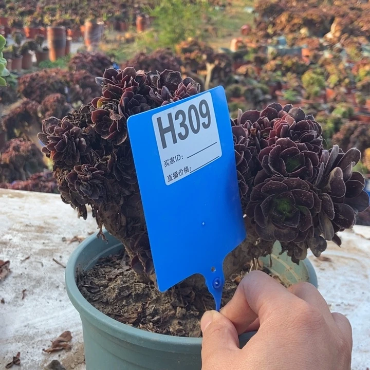 沙***俊H309欧紫缀化老桩