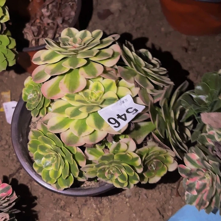 546荔枝多肉植物不售后