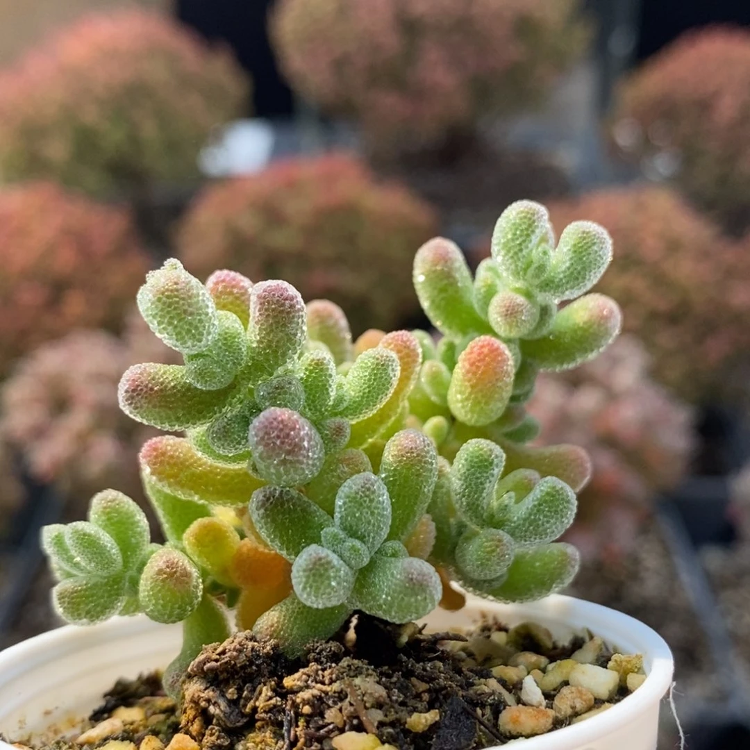 优选冰晶5101枝干番杏