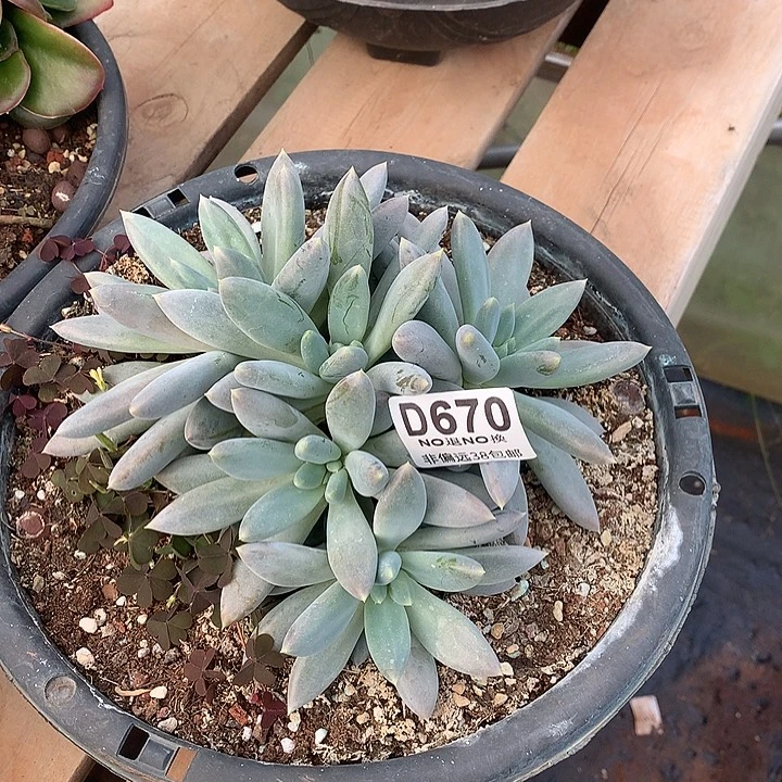 黄胖体哥特 670 基地已转清货 玻璃心勿扰