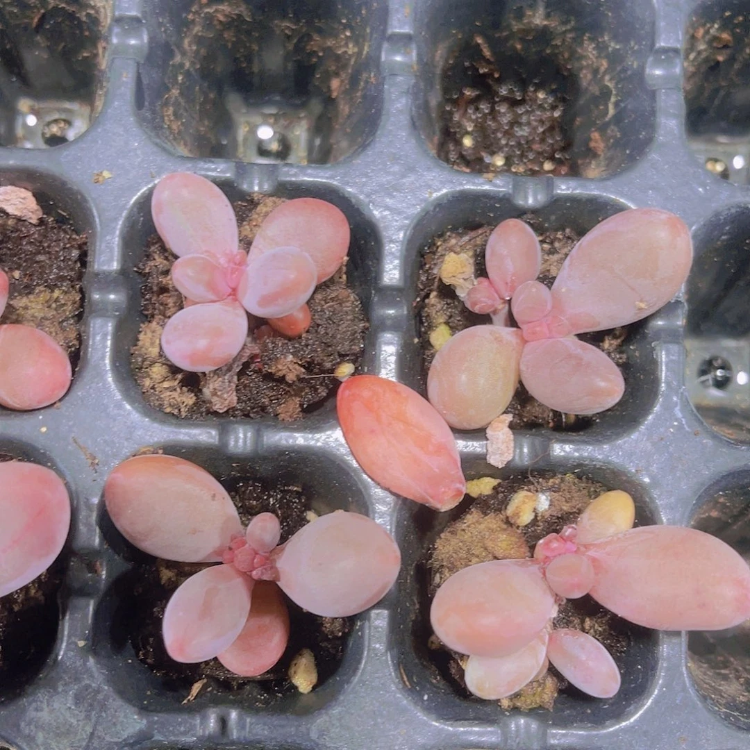 精品一单两颗红手指满9.9包邮