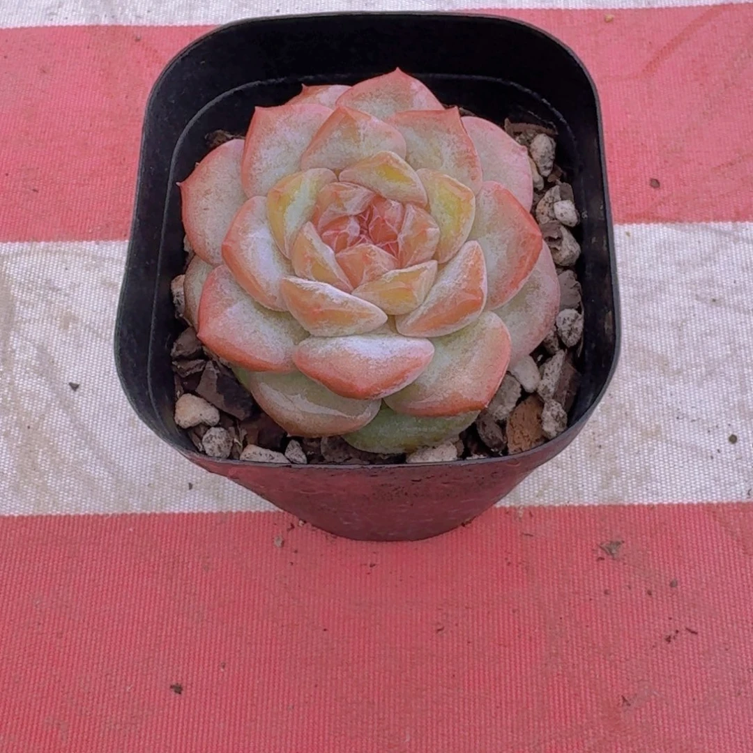 凤仙花多肉植物19.8