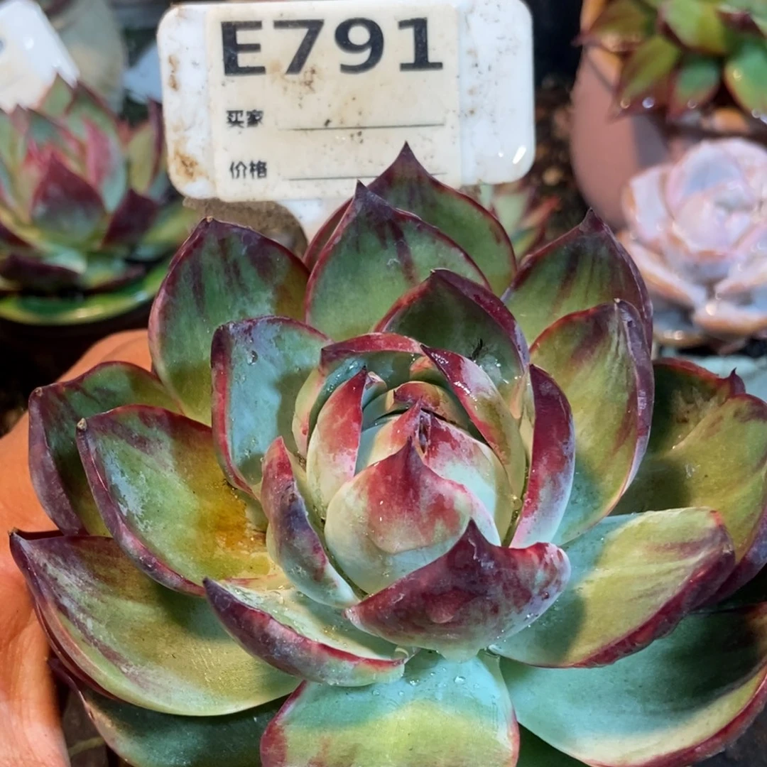 黑红拉丝惊鸿惊鸿一瞥多肉植物791