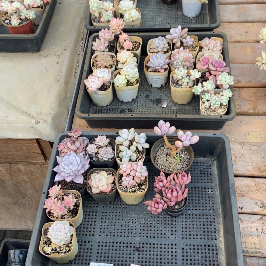 1079号花十个 冰糖雪梨