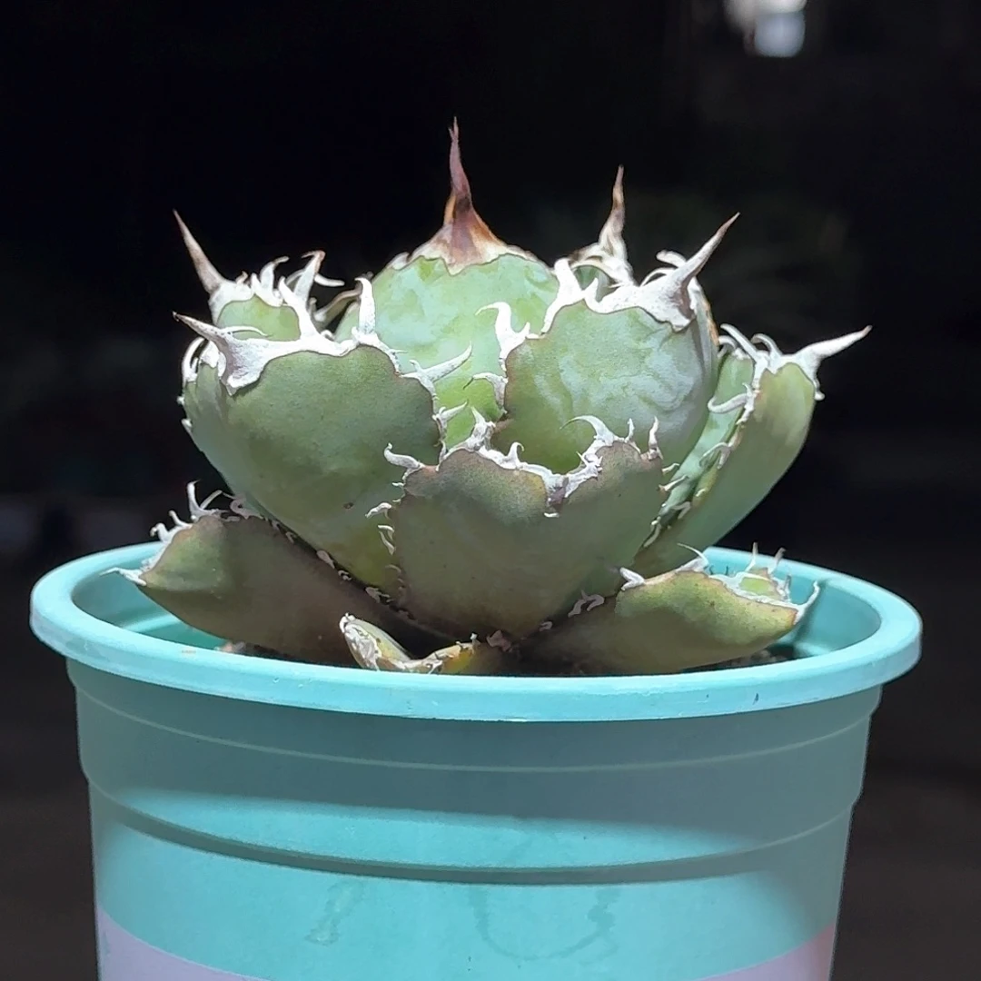 正版白鲸仁王冠龙舌兰一
