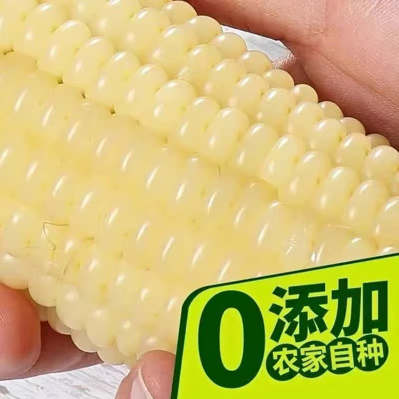 （试吃2根）白糯玉米新鲜白糯玉米香甜软糯新鲜美味