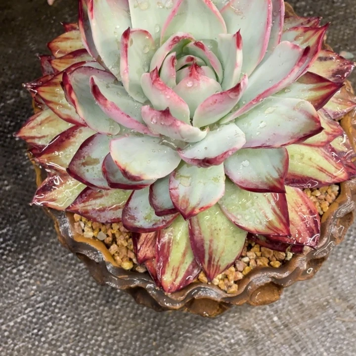 淇*~弥鹿之森一物一图