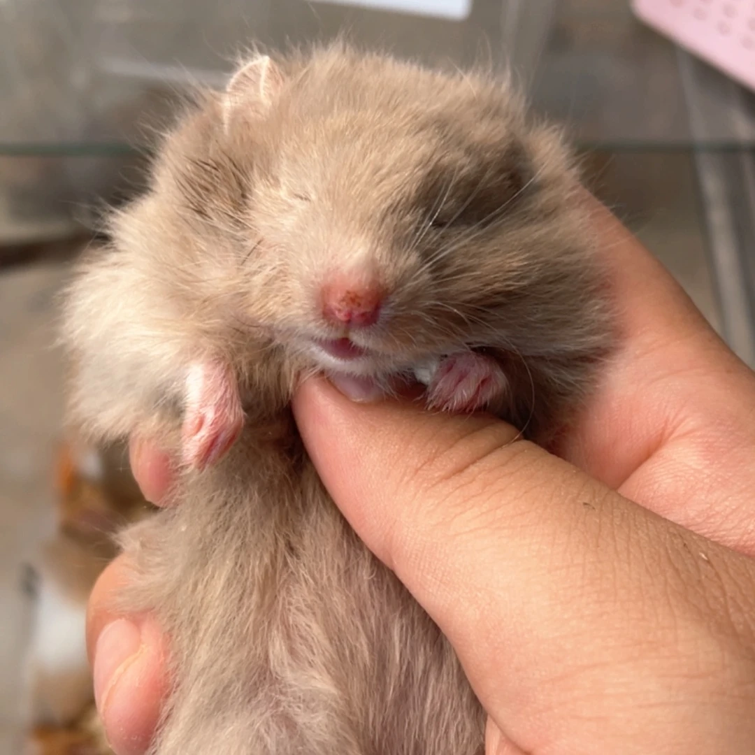 精品长毛丁香金丝熊母