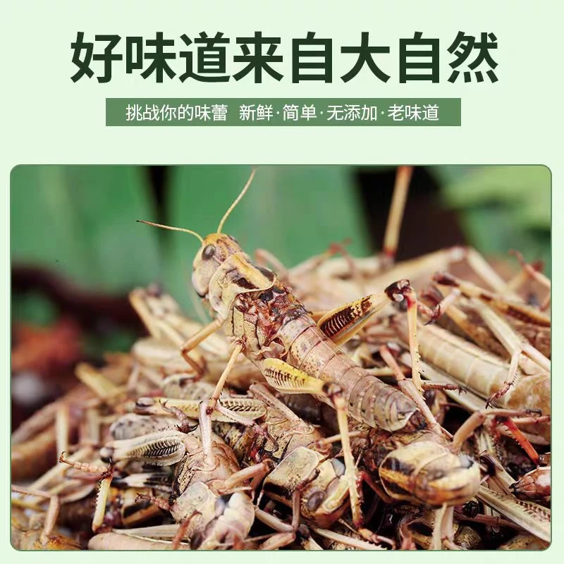 新鲜蚂蚱纯母去翅带籽东亚飞蝗自家养殖活体冷冻纯母蚂蚱产地直发