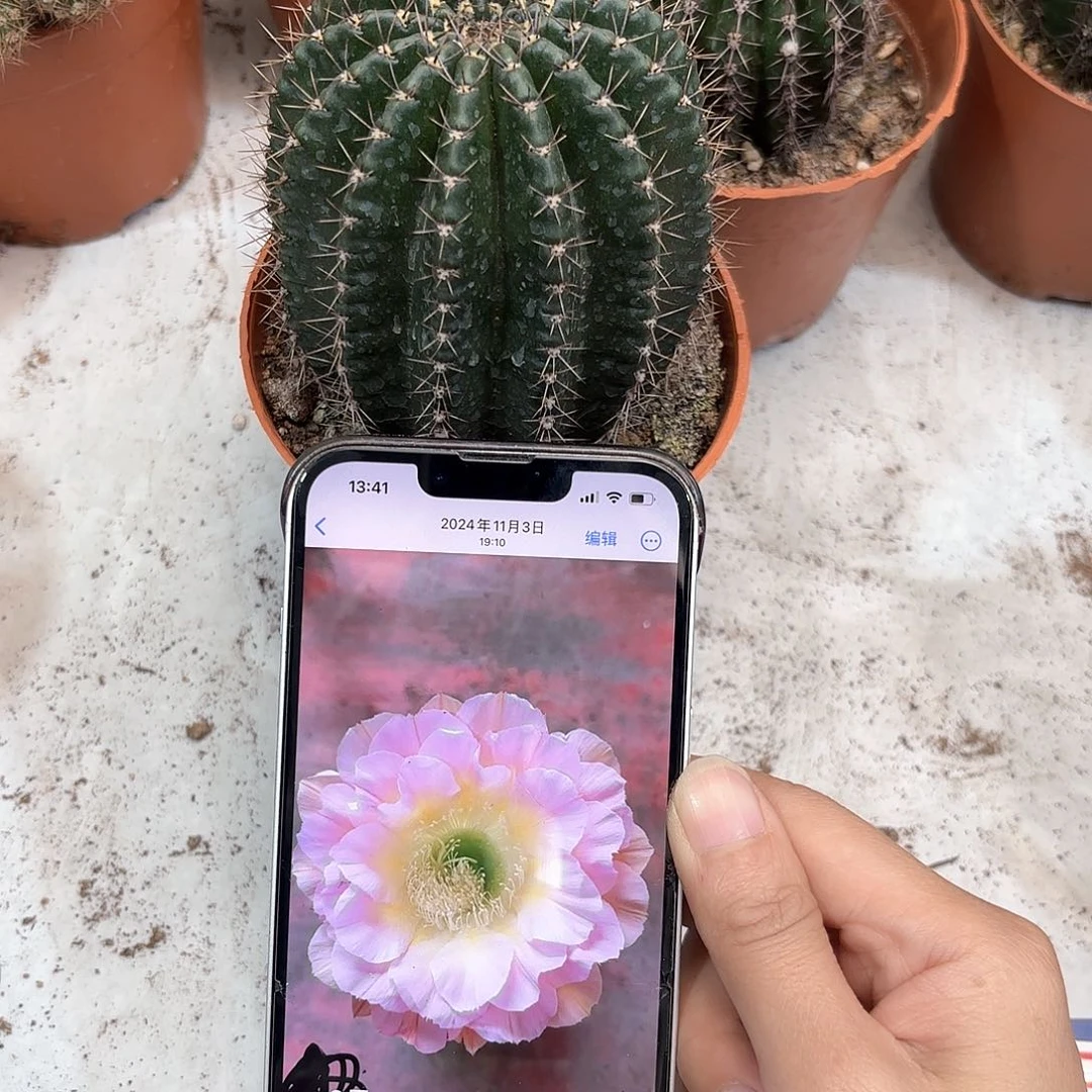 彩草9号7公分左右