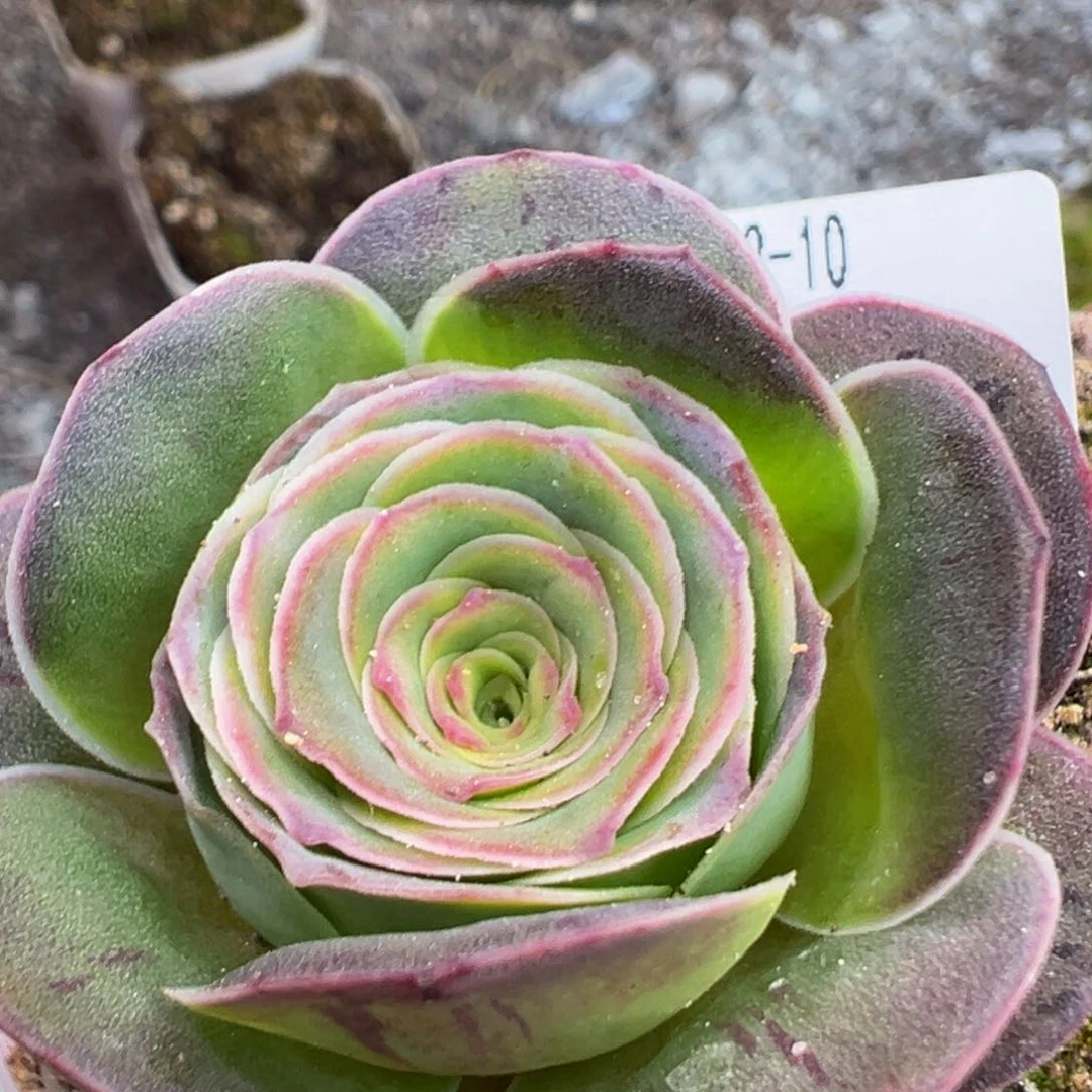 陈陈813胭霞多肉