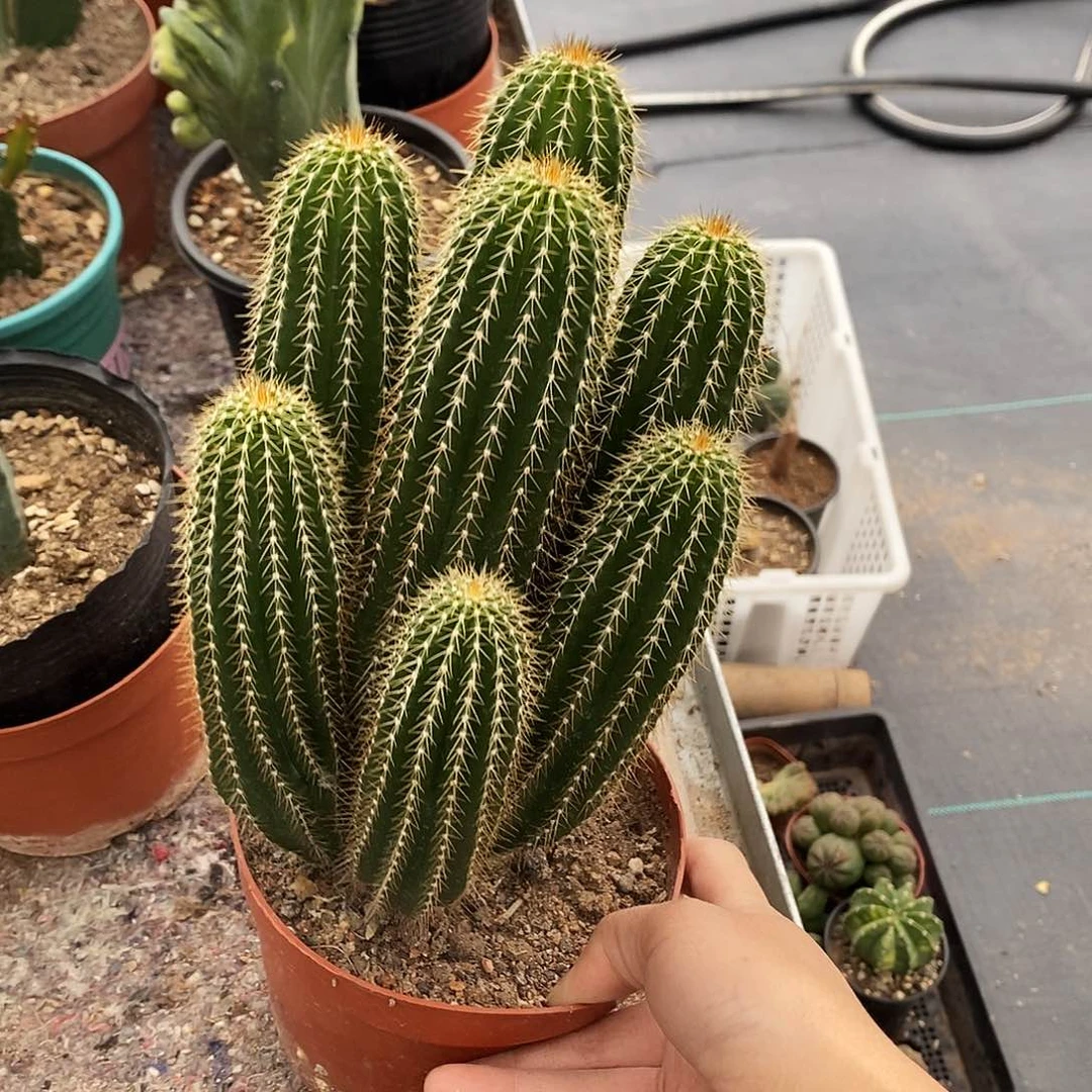 花花草草花花草草