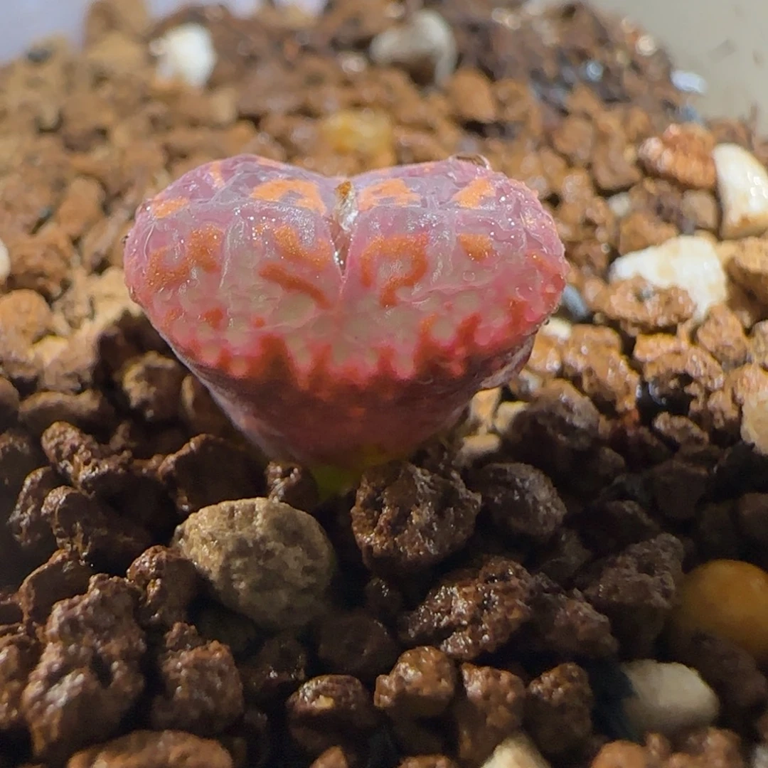肉锥多肉植物组合-爱心勋章1351