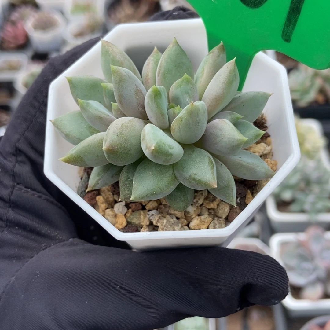 3001红象牙多肉植物