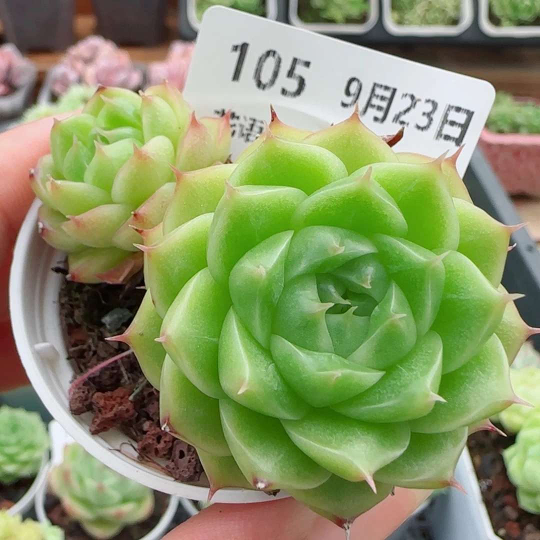 花语逸镜0923-105散